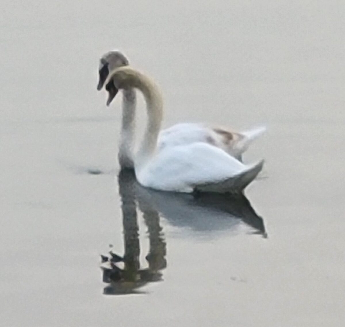 Pair of two swans 