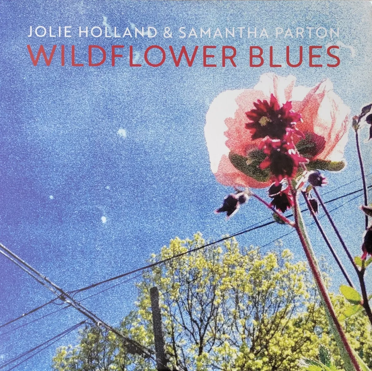 Jolie Holland & Samantha Parton, Wildflower Blues, 2017 on Cinquefoil