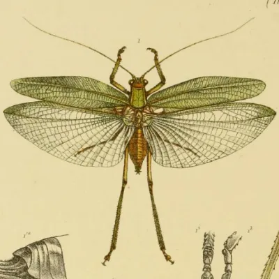 Black-Eyed Katydid